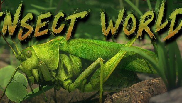 Insect Worlds