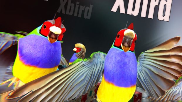 Xbird